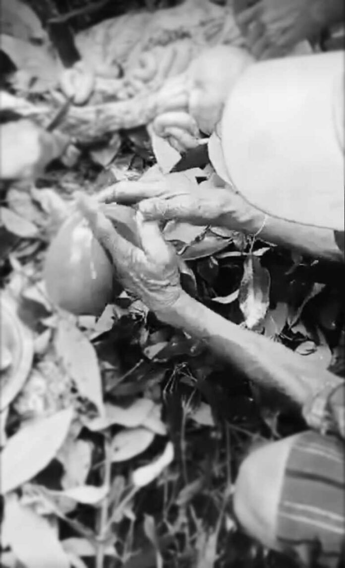 384516188_256744970168634_3790472848795356417_n