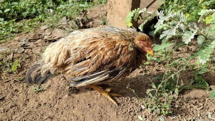 signal-2026-03-31-121518_002